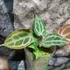 Kép 8/9 - Anthurium Red crystallinum
