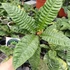 Kép 1/12 - Anthurium reflexinervium