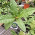 Kép 3/12 - Anthurium reflexinervium