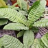 Kép 12/12 - Anthurium reflexinervium
