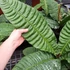 Kép 4/12 - Anthurium reflexinervium