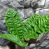 Kép 5/12 - Anthurium reflexinervium