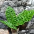 Kép 6/12 - Anthurium reflexinervium