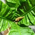 Kép 7/12 - Anthurium reflexinervium