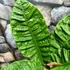 Kép 8/12 - Anthurium reflexinervium