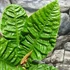 Kép 9/12 - Anthurium reflexinervium