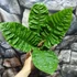 Kép 2/12 - Anthurium reflexinervium