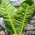 Kép 10/12 - Anthurium reflexinervium