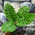 Kép 11/12 - Anthurium reflexinervium