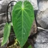 Kép 4/4 - Anthurium queremalense