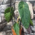 Kép 3/4 - Anthurium queremalense