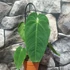 Kép 2/4 - Anthurium queremalense
