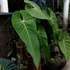 Kép 1/4 - Anthurium queremalense