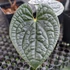 Kép 1/6 - Anthurium luxurians (ezüstös)