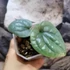 Kép 2/6 - Anthurium luxurians (ezüstös)
