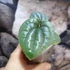 Kép 3/6 - Anthurium luxurians (ezüstös)