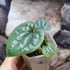 Kép 4/6 - Anthurium luxurians (ezüstös)