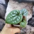 Kép 5/6 - Anthurium luxurians (ezüstös)