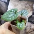 Kép 6/6 - Anthurium luxurians (ezüstös)