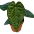 Kép 1/6 - Anthurium magnificum silver x Anthurium Luxurians