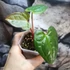 Kép 2/6 - Anthurium magnificum silver x Anthurium Luxurians