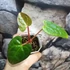 Kép 3/6 - Anthurium magnificum silver x Anthurium Luxurians