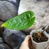 Kép 4/6 - Anthurium magnificum silver x Anthurium Luxurians