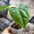 Kép 5/6 - Anthurium magnificum silver x Anthurium Luxurians
