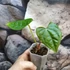 Kép 6/6 - Anthurium magnificum silver x Anthurium Luxurians