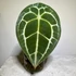 Kép 1/5 - Anthurium Forgetii Silver