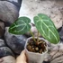 Kép 2/5 - Anthurium Forgetii Silver