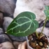 Kép 3/5 - Anthurium Forgetii Silver