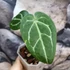 Kép 4/5 - Anthurium Forgetii Silver