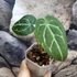 Kép 5/5 - Anthurium Forgetii Silver
