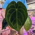 Kép 1/5 - Anthurium Forgetii