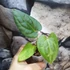 Kép 2/5 - Anthurium Forgetii