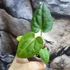 Kép 3/5 - Anthurium Forgetii