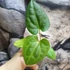 Kép 4/5 - Anthurium Forgetii