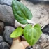 Kép 5/5 - Anthurium Forgetii