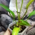 Kép 2/6 - Anthurium Bakeri