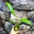 Kép 3/6 - Anthurium Bakeri
