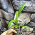 Kép 5/6 - Anthurium Bakeri