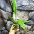 Kép 6/6 - Anthurium Bakeri