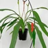 Kép 1/6 - Anthurium Bakeri