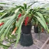 Kép 4/6 - Anthurium Bakeri