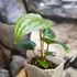 Kép 2/6 - Anthurium crystallinum x Anthurium Luxurians