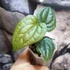 Kép 3/6 - Anthurium crystallinum x Anthurium Luxurians