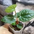 Kép 4/6 - Anthurium crystallinum x Anthurium Luxurians