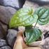 Kép 5/6 - Anthurium crystallinum x Anthurium Luxurians