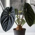 Kép 1/6 - Anthurium crystallinum x Anthurium Luxurians
